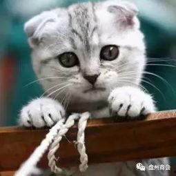 娱乐吃瓜君折耳猫原视频