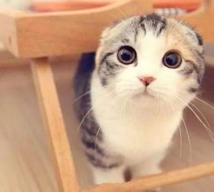 娱乐吃瓜君折耳猫原视频