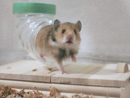 小鼠娱乐吃瓜,吃瓜群众的欢乐时光